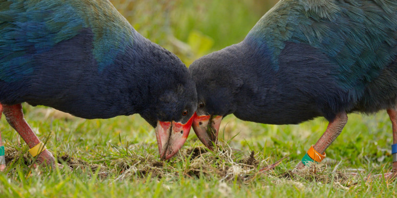 R1 10439